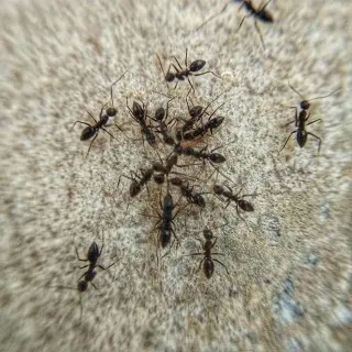 Ant Control