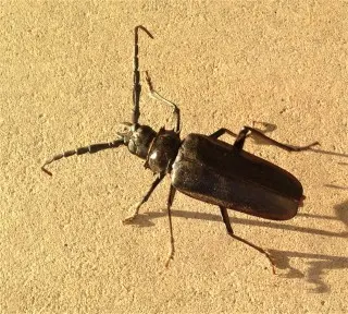 Beetle Control