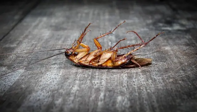 Cockroach Removal