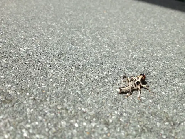 Cricket -Control--in-Laguna-Niguel-California-Cricket-Control-2517462-image