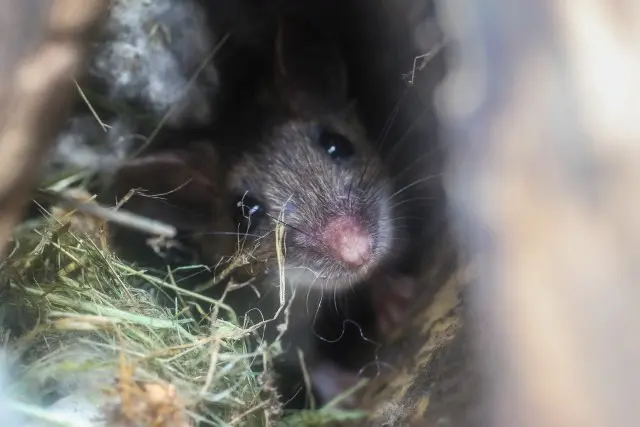 Mice -Extermination--in-Brea-California-Mice-Extermination-2521984-image