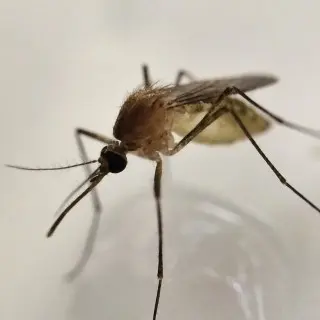 Mosquito -Control--in-La-Habra-California-Mosquito-Control-2523276-image