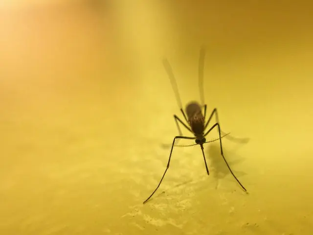 Mosquito -Removal--in-San-Juan-Capistrano-California-Mosquito-Removal-2523922-image