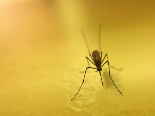 Mosquito -Removal--in-Corona-Del-Mar-California-Mosquito-Removal-2523922-image