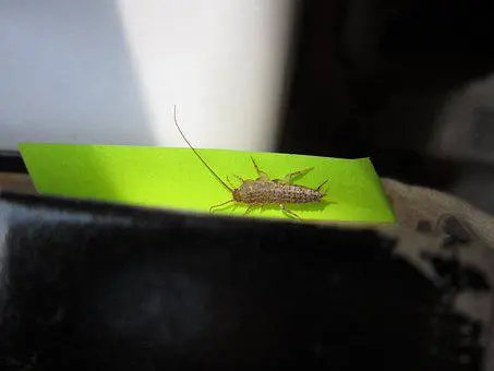 Silverfish -Removal--in-Ladera-Ranch-California-Silverfish-Removal-2528444-image