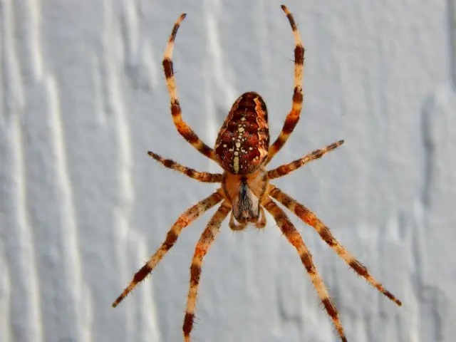 Spider -Removal--in-Costa-Mesa-California-Spider-Removal-2529090-image