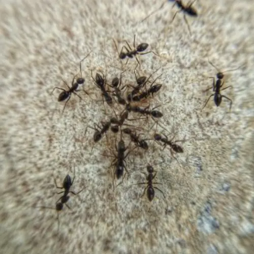 Ant -Control--in-Laguna-Woods-California-ant-control-laguna-woods-california.jpg-image
