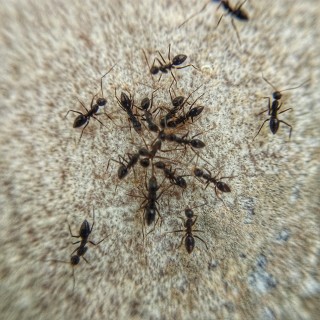 Ant-Control--in-Rancho-Santa-Margarita-California-ant-control-rancho-santa-margarita-california.jpg-image