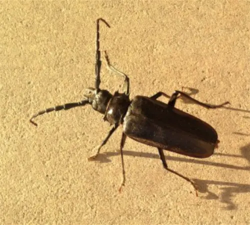 Beetle-Control--in-Cypress-California-beetle-control-cypress-california.jpg-image