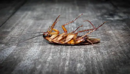 Cockroach -Removal--in-Corona-Del-Mar-California-cockroach-removal-corona-del-mar-california.jpg-image