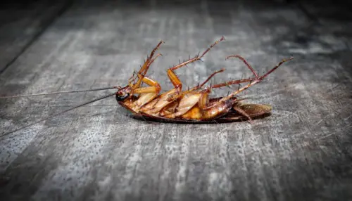 Cockroach-Removal--in-Sunset-Beach-California-cockroach-removal-sunset-beach-california.jpg-image