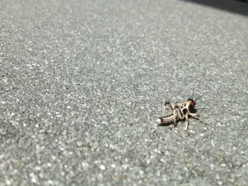 Cricket-Control--in-Capistrano-Beach-California-cricket-control-capistrano-beach-california.jpg-image