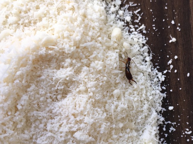 Earwig-Removal--in-Orange-California-earwig-removal-orange-california.jpg-image