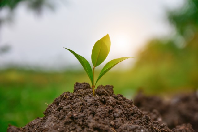 Environment-Friendly-Pest-Control-Formulas--in-Mission-Viejo-California-environment-friendly-pest-control-formulas-mission-viejo-california.jpg-image