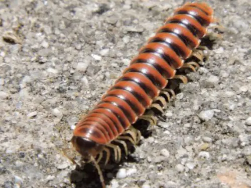 Millipede -Removal--in-Atwood-California-millipede-removal-atwood-california.jpg-image