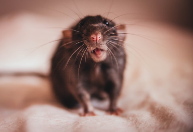 Rat-Control--in-Villa-Park-California-rat-control-villa-park-california.jpg-image