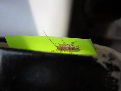 Silverfish-Removal--in-Sunset-Beach-California-silverfish-removal-sunset-beach-california.jpg-image