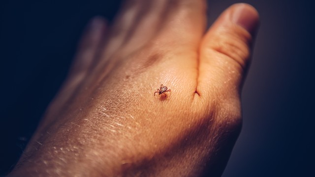 Tick-Control--in-Stanton-California-tick-control-stanton-california.jpg-image