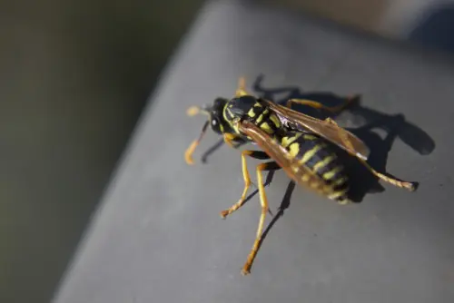 Wasp -Removal--in-Silverado-California-wasp-removal-silverado-california.jpg-image