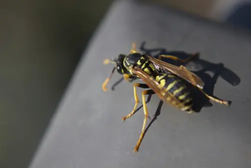 Wasp-Removal--wasp-removal.jpg-image